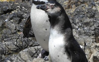 CONAF y CECPAN realizan censo de pingüinos en Monumento Natural de Puñihuil
